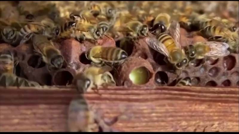 Health News : ใช้ ‘ผึ้ง’ ตรวจเชื้อโควิด-19