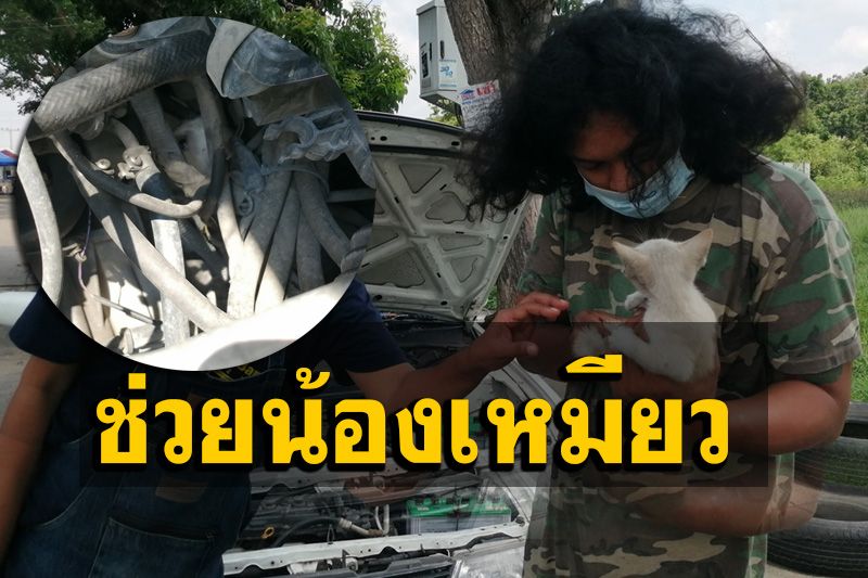 พ่อค้าขายเสื้อผ้าใจบุญช่วย 'ลูกแมว' ติดห้องเครื่องยนต์ปลอดภัย
