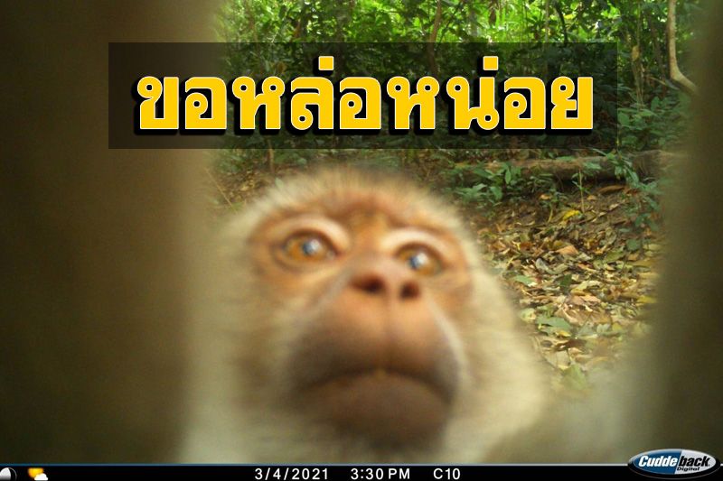 เซลฟีอย่างหล่อ! เปิดกล้องดักถ่ายพบภาพ ‘เจ้าจ๋อ’กำลังถ่ายภาพตัวเอง