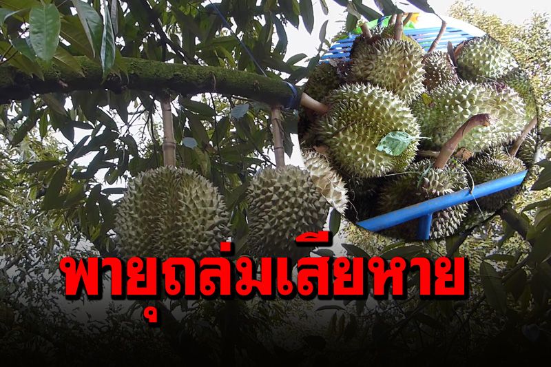 พายุฝนถล่มสวนทุเรียนภูเขาไฟเสียหายกว่า 200 ลูก