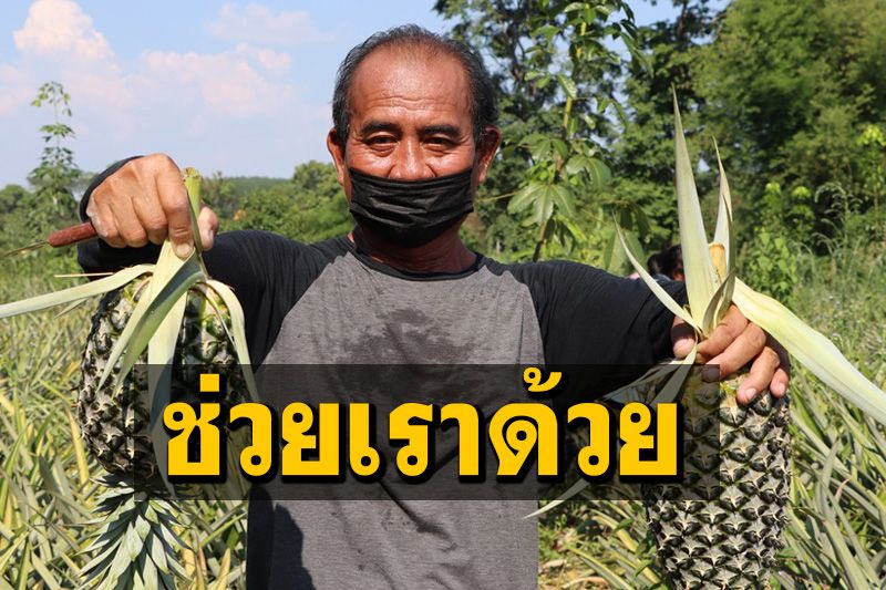 ชาวสวนสับปะรดโอด ‘ไร้พ่อค้ารับซื้อ-ลูกค้าหาย’ วอนรัฐช่วย