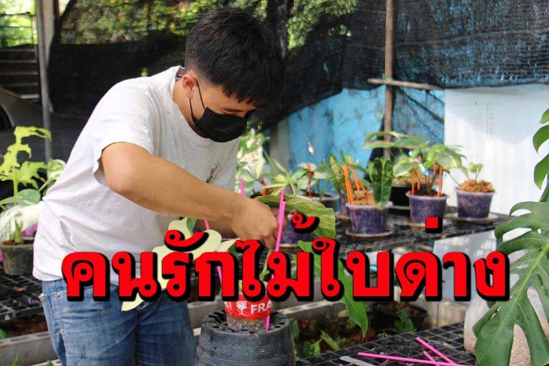 หนุ่มวัย17เมืองโอ่ง! ชอบไม้ใบด่างเปิดขายทางออนไลน์สร้างรายได้ช่วงโควิด