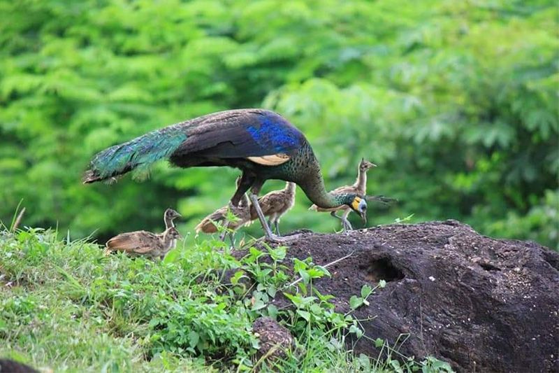 งดงามจริงๆ เผยภาพแม่นกยูงพาลูกทั้ง 4 โชว์ตัวที่เขตห้ามล่าสัตว์ป่า'ป่าบ้านโฮ่ง'