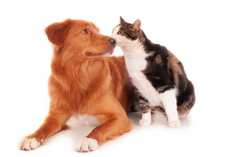 อาหารน้องหมา-น้องแมวตามช่วงวัย ความใส่ใจของเจ้าของ สู่สุขภาพดีสัตว์เลี้ยง