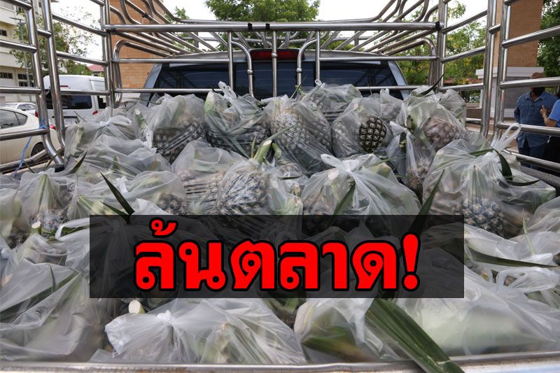 โควิดพ่นพิษ! ชาวสวนสับปะรดโอดผลผลิตราคาตกต่ำ ส่งกระจายตจว.-ตปท.สะดุด