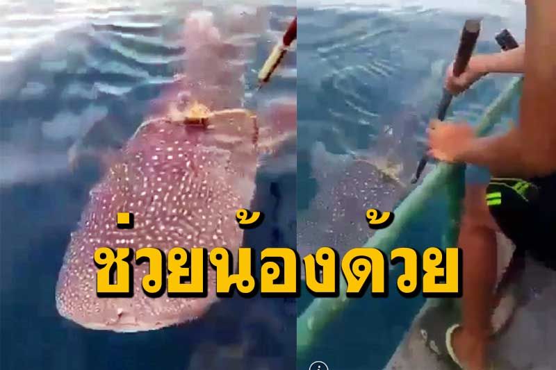 ภาพสุดประทับใจ! ลูกฉลามวาฬว่ายน้ำเข้าขอความช่วยเหลือจากถูกเชือกอวนรัด