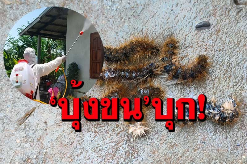 ผวา!ป้าวัย49บุรีรัมย์เจอ‘บุ้งขน’ไต่ยั้วเยี้ยเต็มบ้าน จนท.รุดฉีดน้ำยากำจัด