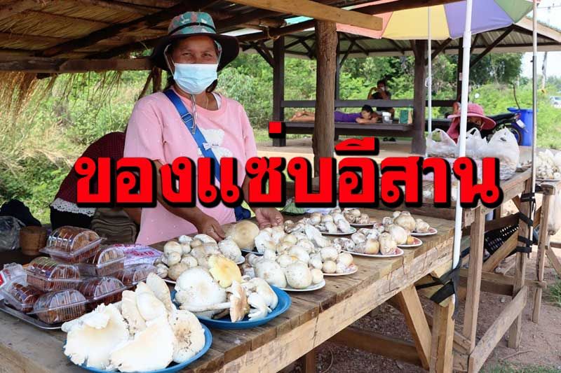 ฝนแรกชาวบ้านแห่เก็บเห็ดขาย ‘เห็ดระโงก’ชุกสุด ‘เห็ดเผาะ’พุ่งสูงกก.ละ 500 บาท