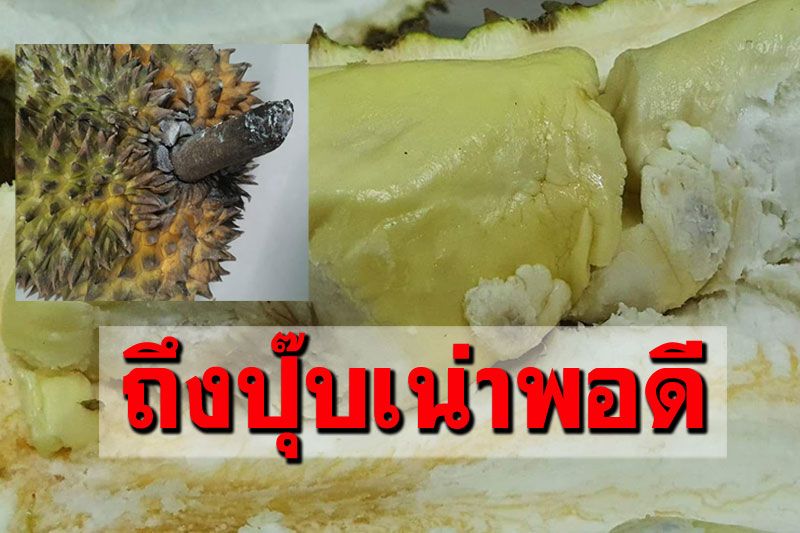 ร้านผลไม้แจ้งความขนส่งเอกชน ส่งทุเรียนช้าตั้ง9วัน-แถมเปลี่ยนกล่อง/วันที่