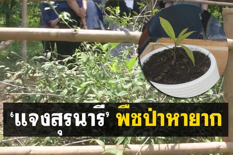 สุดเจ๋ง! นักวิจัย มทส.ค้นพบพืชชนิดใหม่ของโลก ‘แจงสุรนารี’ พืชป่าหายาก