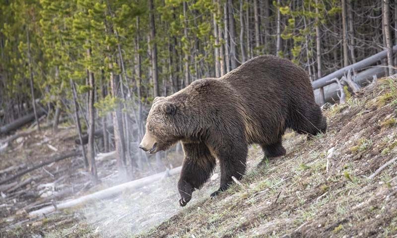 Science Update : ‘หมีกริซลี่’ เริ่มขยายอาณาจักร