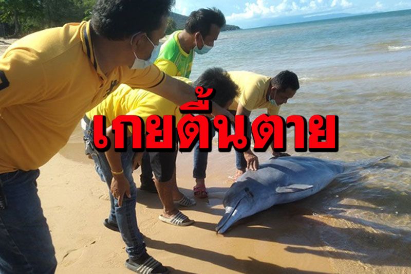 สุดเสียดาย! โลมาปากแหลมเกยตื้นตายชายหาดสิชลเมืองคอน คาดติดอวน