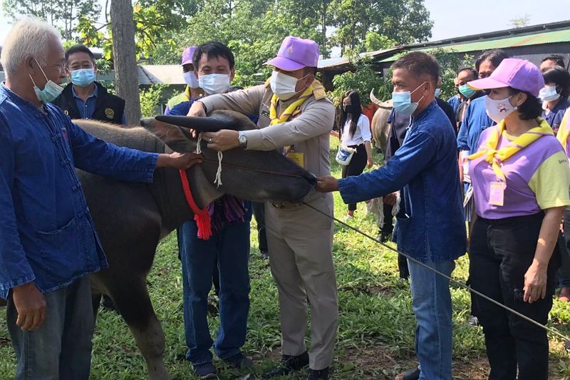 เกษตรกรเมืองน้ำดำทำพิธีสู่ขวัญควาย เนื่องในวันอนุรักษ์ควายไทย