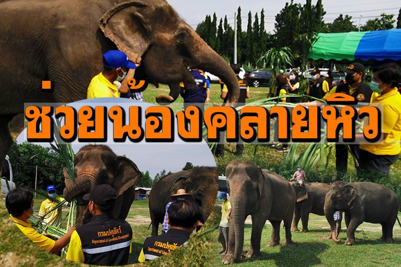 มอบหญ้า8ตัน! ช่วยกลุ่มเลี้ยงช้าง โควิดกระทบหนัก 23เชือกขาดแคลนอาหาร