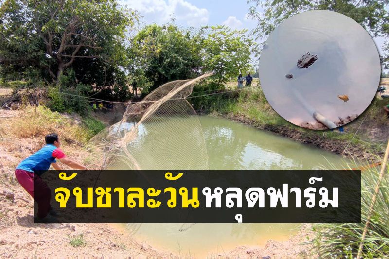 กู้ภัยสวมบทไกรทอง! จับจระเข้หลุดออกจากฟาร์ม โผล่ลอยคอในสระน้ำท้ายหมู่บ้าน