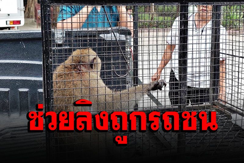 ลิงแสมหลงฝูงถูกรถชนขาหักได้รับบาดเจ็บ จนท.รุดช่วย