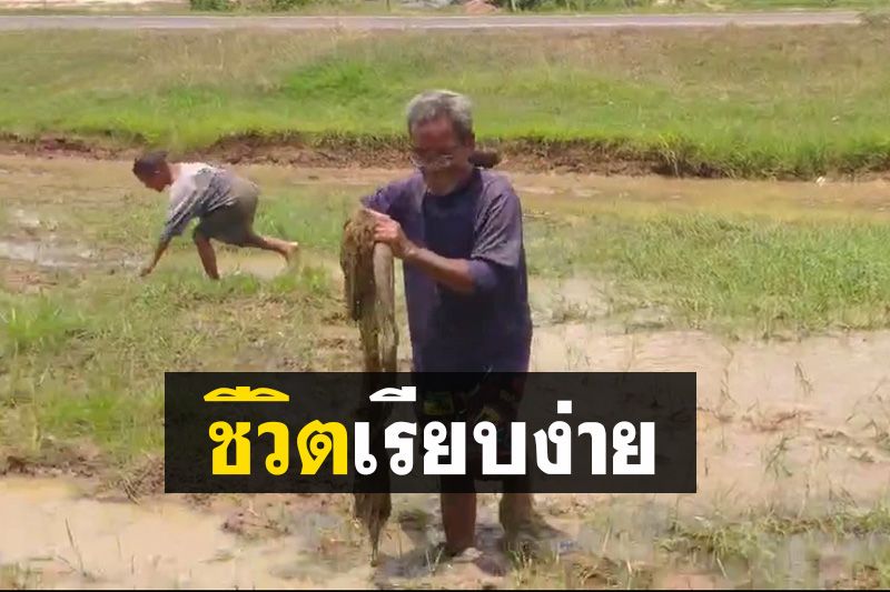 วีถีเรียบง่าย! ชาวบ้านเมืองช้างออกมาจับปลาหลังฝนแรก (คลิป)