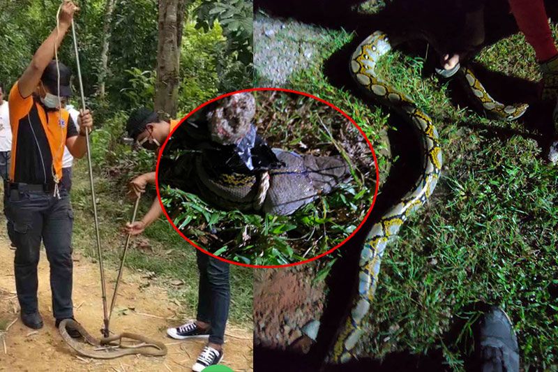 กู้ภัยนาทวี! ลุยจับงู'จงอาง-เหลือม' เลื้อยกินไก่กลางดึก