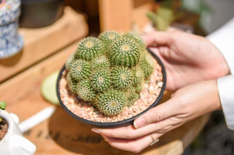 เปิดตลาด Grow Green #นัดกันปลูก  เอาใจสายเขียวเติมสีสันให้ชีวิต WFH