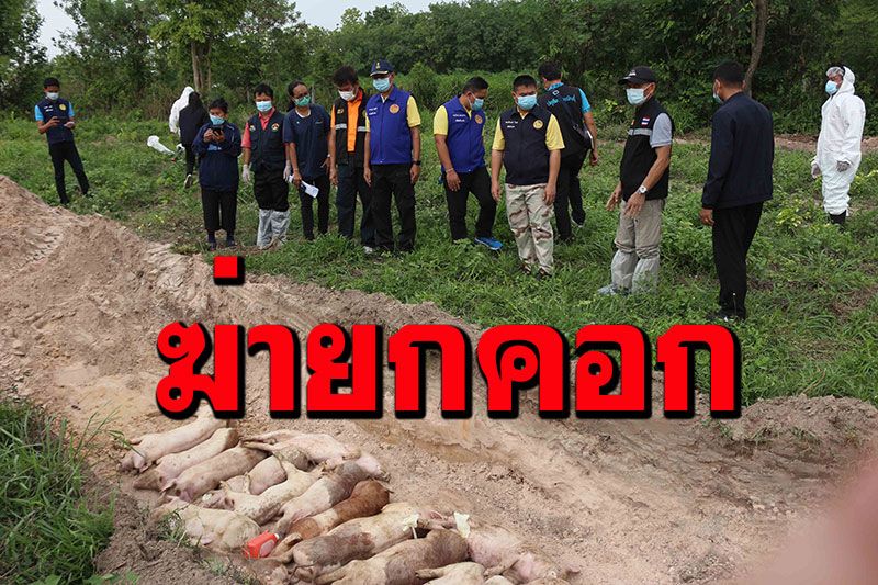 โรคระบาด! หมูติดเชื้อไวรัสเพิร์ส จับฉีดยาฆ่าฝังกลบยกคอก