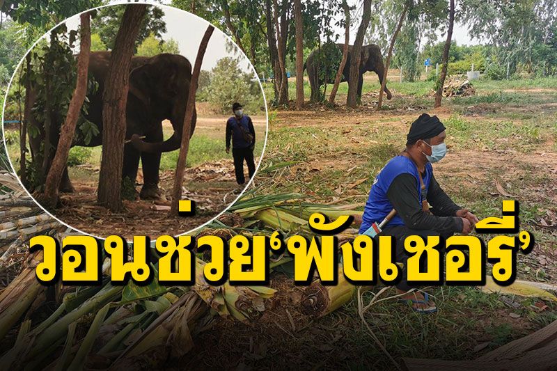 เปิดใจควาญช้าง! 'พังเชอรี่'ทำร้ายนทท.ดับที่เขาใหญ่ ไร้เงินซื้ออาหาร-พาเข้าป่าหาหญ้ากิน