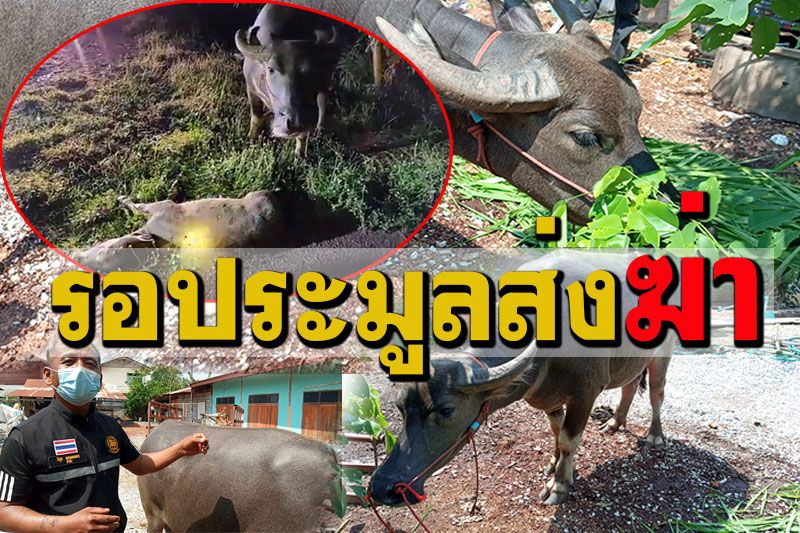 สะเทือนใจ! ควายแม่ลูกอ่อนตื่นฟ้าร้อง พาลูกวิ่งข้ามถนนสิบล้อชน เฝ้าซากลูกทั้งคืน