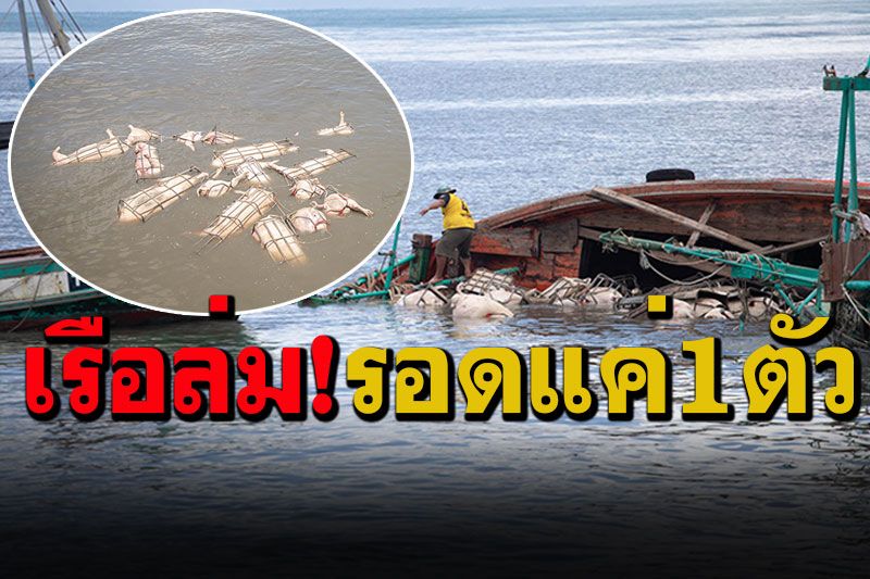 ข่าว Like สาระ - เรือขนหมูล่มกลางทะเล! 199ตัวจมน้ำ-รอด1ตัว ...