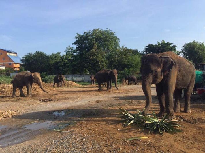 ตะลอนเที่ยว : ช่วยช้างตกยากหิวโหย ช่วยคนเลี้ยงช้างไร้งาน