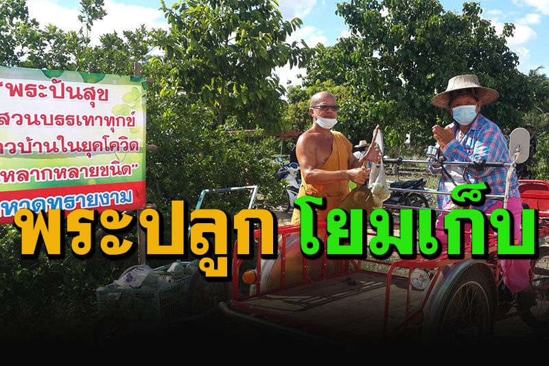 ดีต่อใจจริงๆ'พระปันสุข'ปลูกผักนานาชนิด เก็บเอาไปแจกโยมช่วยเหลือยุคโควิด