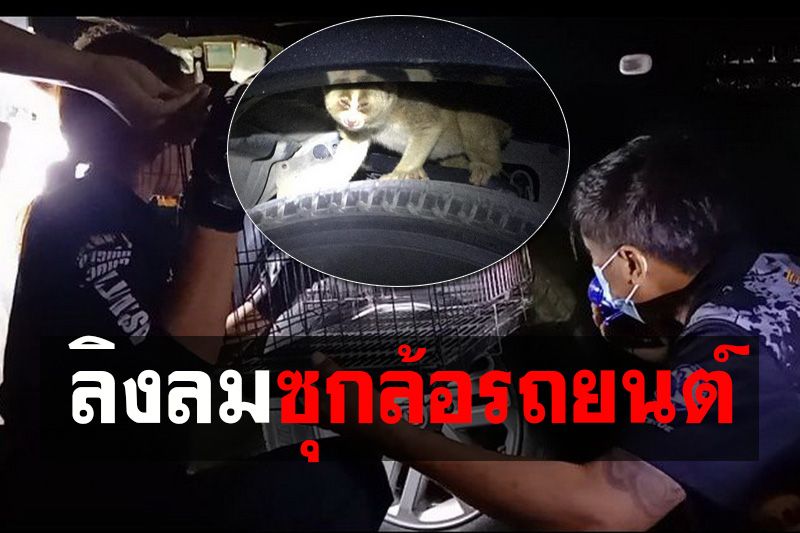 กู้ภัยช่วยจับ‘ลิงลม’แอบซุกล้อรถยนต์ คอหวยไม่พลาดเชื่อมาให้โชค