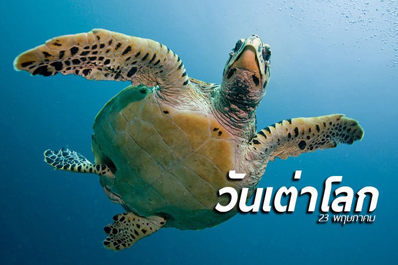 23 พฤษภาคมของทุกปี เป็นวันเต่าโลก (World Turtle Day)