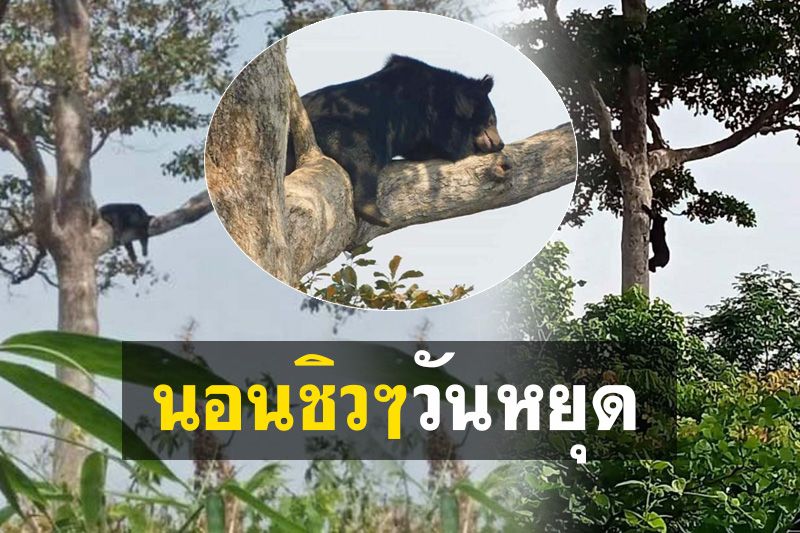 หวัดดีมนุษย์… จำเราได้ไหม? เราชอบนอนชิวๆบนที่สูง แค่นี้สูงพอไหม?