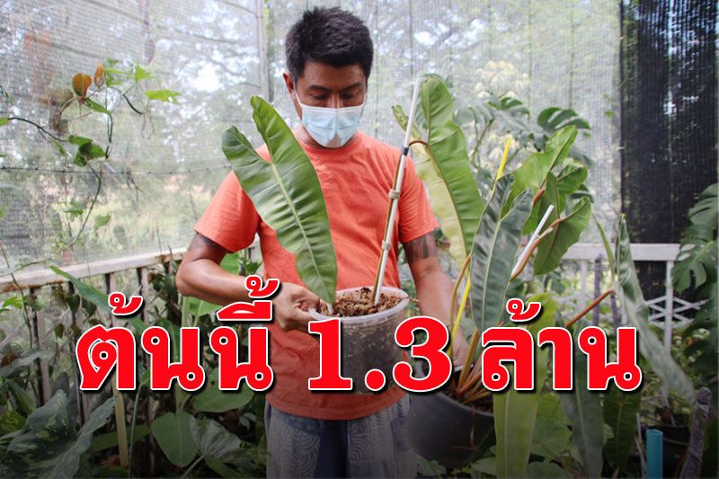 หนุ่มรับเหมากระทบโควิด หันมาขายต้นไม้จับเงินล้านเลี้ยงครอบครัว