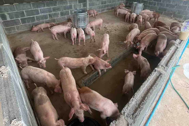 เกษตรกรมือใหม่เตือน! อย่าหลงเชื่อซื้อขายหมูในโลกออนไลน์หลังถูกหลอกสูญเงินนับแสน