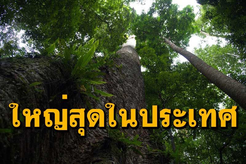 พบต้นกระบาก 'ใหญ่ที่สุดในประเทศไทย' ที่อุทยานแห่งชาติตากสินมหาราช