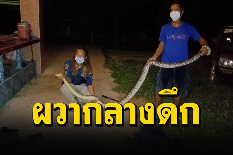 เจ้าของบ้านสะดุ้งโหยง ‘งูเหลือม’ เลื้อยเข้าเล้าไก่ชนกลางดึกหวังเขมือบ