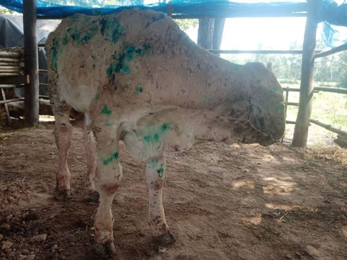 ‘ลัมปี สกิน’ลามหนัก  วัวกาฬสินธุ์ป่วยอื้อ  ชุมพรออกคำสั่งด่วน