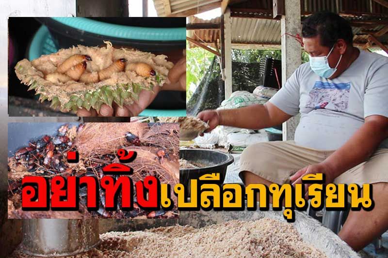 เปลือกทุเรียนกินแล้วห้ามทิ้ง เอาไปเลี้ยงด้วงสาคูเสริมรายได้ช่วงโควิด