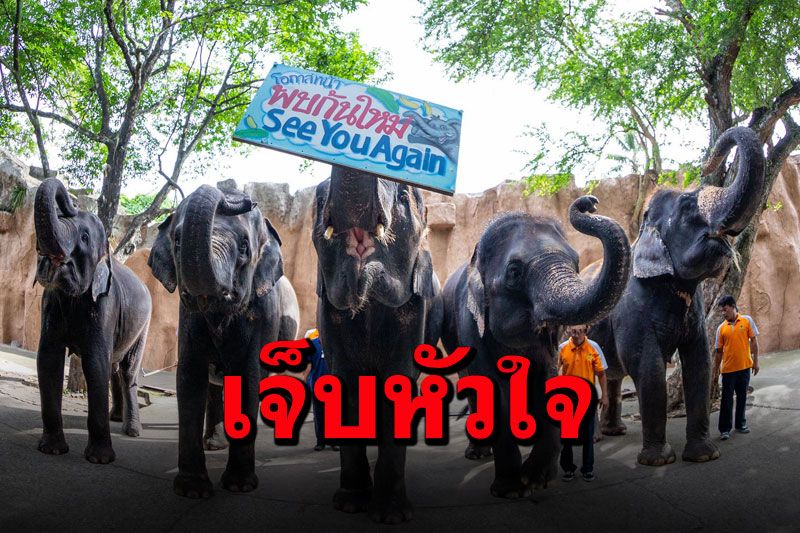 'สวนเสือศรีราชา'ทรุดพิษโควิด ประกาศขาย'ช้าง11เชือก' รักมากแต่จำใจต้องจาก