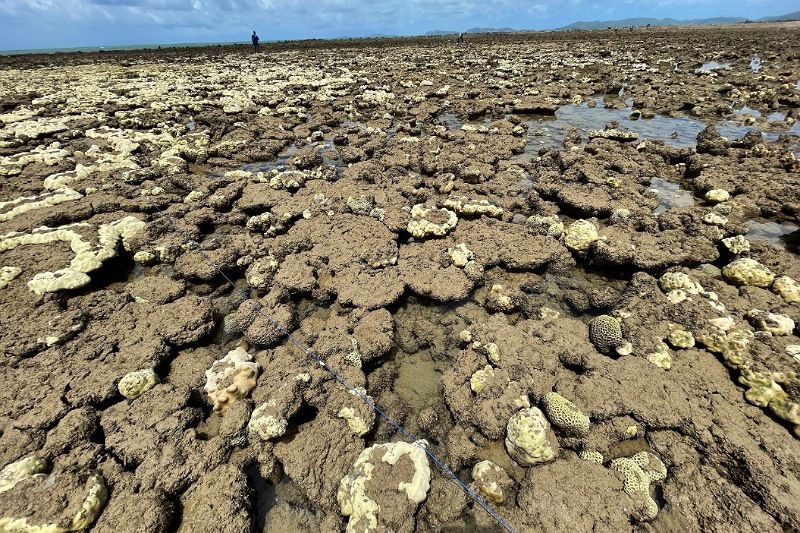 แตกตื่น! เกิดปะการังฟอกขาว โผล่เหนือทะเลพลา เมืองระยอง