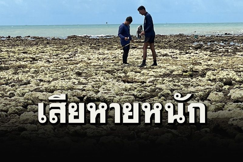 ทช.ลุยตรวจปะการังฟอกขาวหาดพลาพบเสียหายหนัก เตือน! นทท.อย่าลงเหยียบ