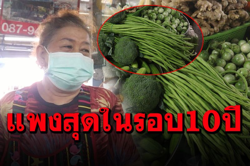 พุ่งทะลุเพดาน! ‘ถั่วฝักยาว’ ราคาแตะกิโลละ150 บาท ในรอบ 10 ปี
