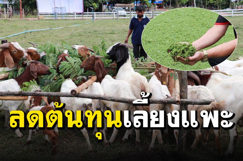 เกษตรกรปิ๊งไอเดียเลี้ยง ‘แหนแดง’ เป็นอาหาร ‘แพะ’ ลดต้นทุนได้ 10 เท่า