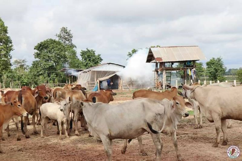 กาฬสินธุ์เตรียมประกาศ เขตประสบภัย'โรคระบาดสัตว์ลัมปีสกิน'