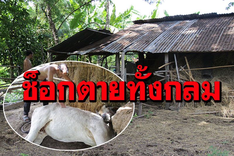 เจ้าของเศร้า!​ วัวท้อง7เดือน​ป่วย​ลัมปีสกิน ฉีดยารักษา​ช็อกตายทั้งกลม
