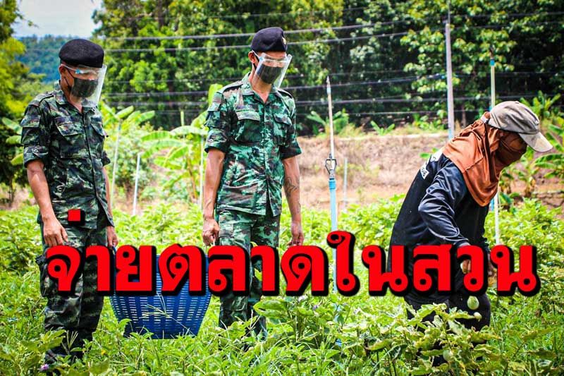 ช่วยเหลือกัน! ทหารจ่ายตลาดในสวนผักซื้อมะเขือช่วยชาวบ้านสู้วิกฤตโควิด