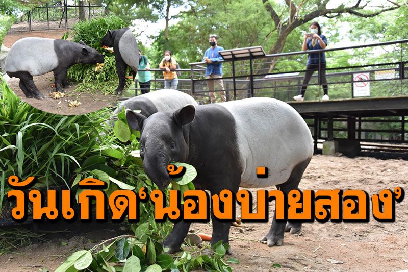 ฉลองวันเกิดครบ1ขวบ! 'น้องบ่ายสอง' สมเสร็จวัยซนแห่งสวนสัตว์เปิดเขาเขียว