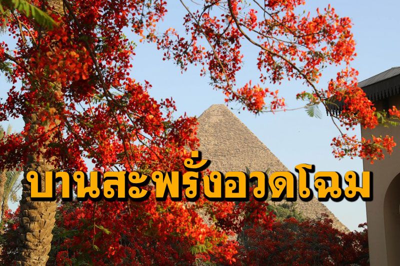 พักสายตาชมสิ่งสวยงามกันสักครู่ ‘ต้นหางนกยูงฝรั่ง’บานสะพรั่งอวดโฉมในกรุงไคโร