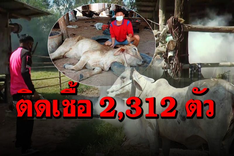 เร่งฉีดพ่นยาป้องกันโรคระบาด ‘ลัมปี สกิน’ คร่าชีวิตวัวควายชาวบ้านแล้ว 13 ตัว