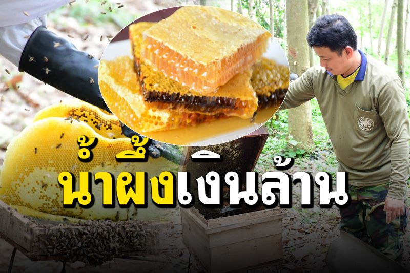 หนุ่มเกษตรกรเลี้ยง ‘ผึ้งโพรง’ สร้างอาชีพเสริมเก็บน้ำผึ้งขาย 1 ครั้ง ได้เงินเป็นล้าน